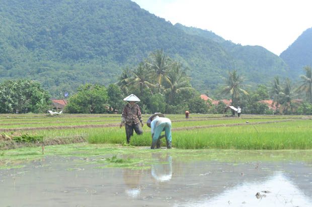 Petani Cirebon Pertanyakan Bantuan Benih dan Pupuk
