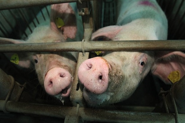 Takut Virus Mematikan, Rusia Setop Impor Babi dari AS