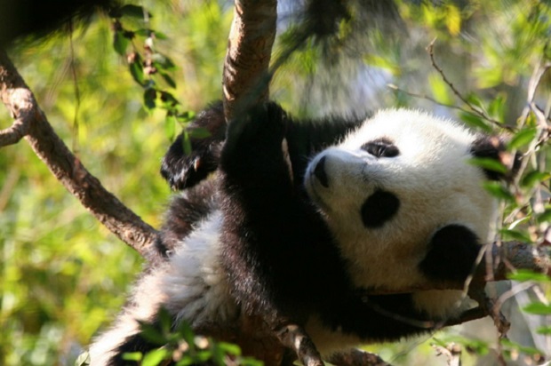 Bayi Panda China Diklaim Penerus Paul Gurita