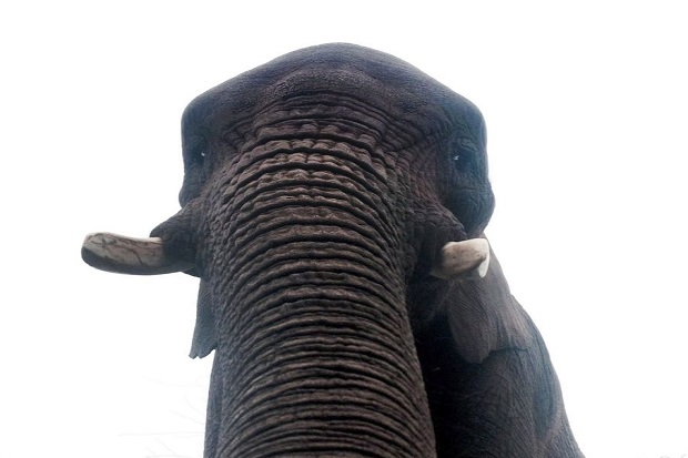 Di Inggris, Gajah Ikutan Selfie