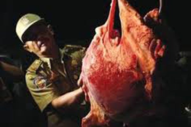 Polisi Sita 1,5 Ton Daging Celeng Ilegal