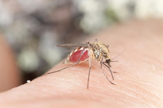 Puluhan Warga Bantul Terserang Chikungunya