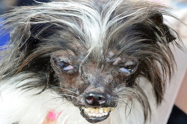 Kontes Anjing Terburuk di California