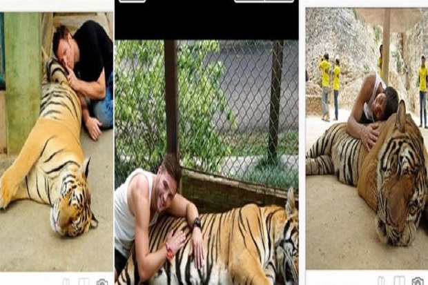 Dilarang Selfie dengan Harimau di Kebun Binatang New York