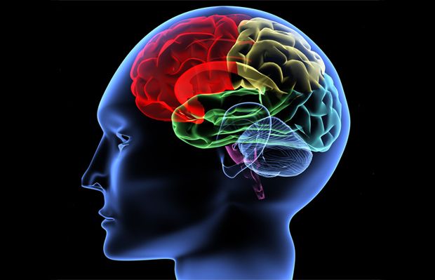 Protein Jaws Kontrol Aktivitas Otak Penderita Epilepsi
