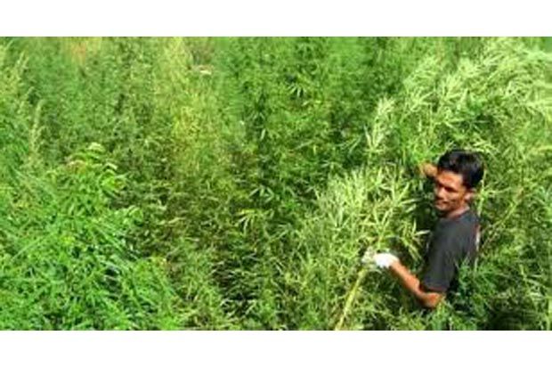 Polisi Temukan Ladang Ganja di Kampung Agas