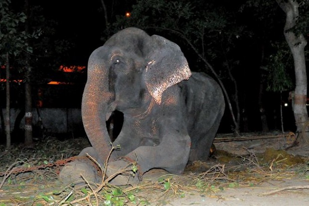 Dibebaskan setelah 50 Tahun Disiksa, Gajah di India Menangis