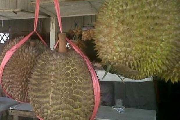 Tertimpa Durian, IRT Terancam Alami Kebutaan