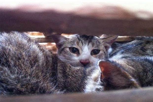 Nenek Miskin Hidup Bersama Puluhan Ekor Kucing