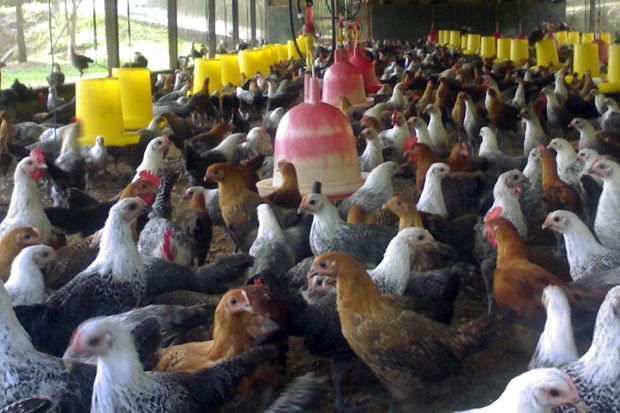 Harga Ayam Kampung Merangkak 100%