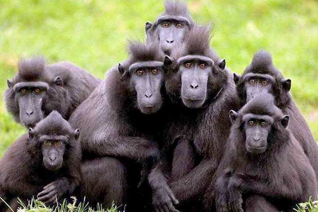 Dijadikan Santapan, Monyet Hitam Sulawesi Terancam Punah