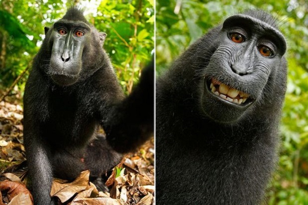 Gara-gara Monyet Selfie, Dua Pihak Bersitegang