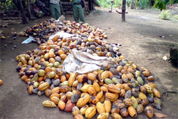 Anomali Cuaca Ancam Panen Kakao di Jabar Mundur