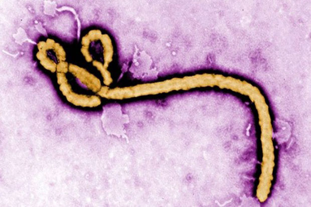 Ini Penanganan Virus Ebola di Indonesia