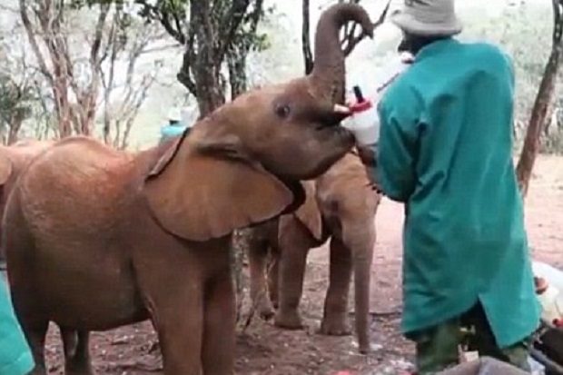 Perkenalkan, Mbulu Orang Tua Asuh 21 Bayi Gajah di Nairobi