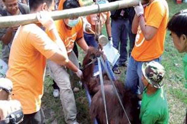 Hasil Autopsi, Orangutan TSTJ Mati karena Sakit