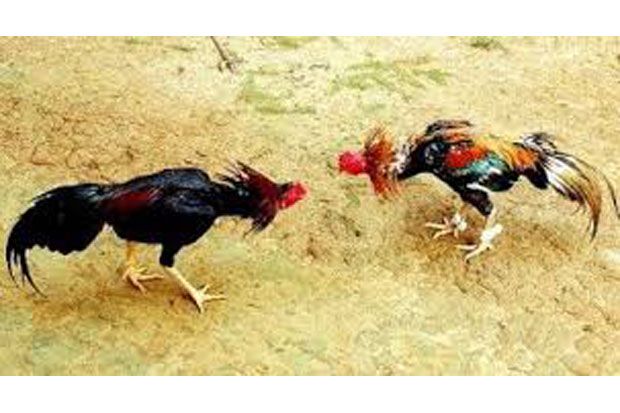 Anggota Kodim Bubarkan Judi Sabung Ayam