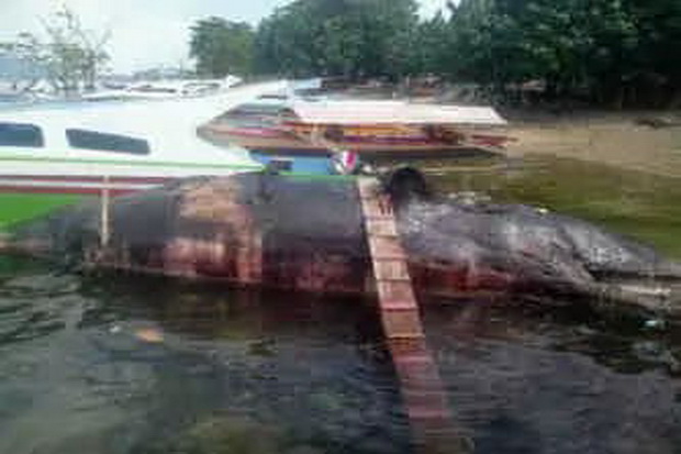 Bangkai Ikan Paus Terdampar di Bunaken