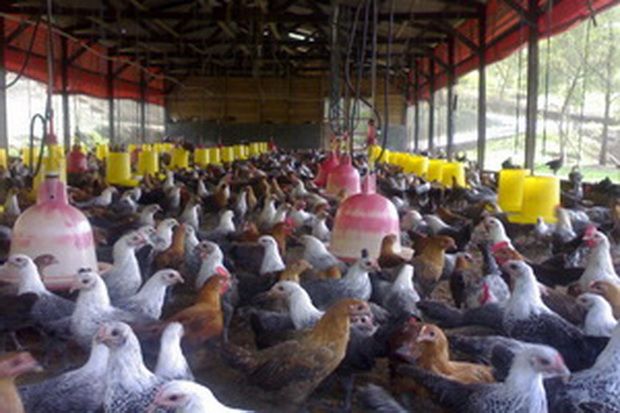 60% Pakan Ayam Masih Tergantung Impor