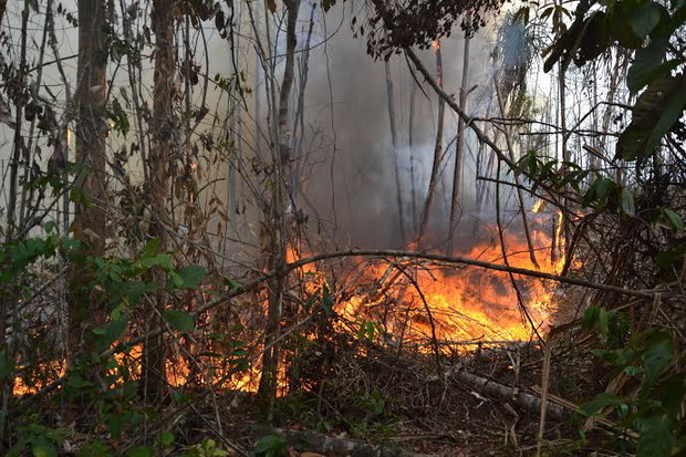 Belasan Hektare Hutan Jati Terbakar