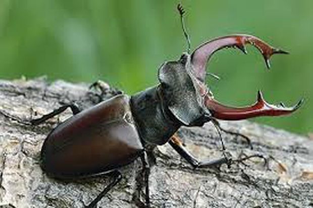 Hama Kumbang Serang Puluhan Ha Palawija
