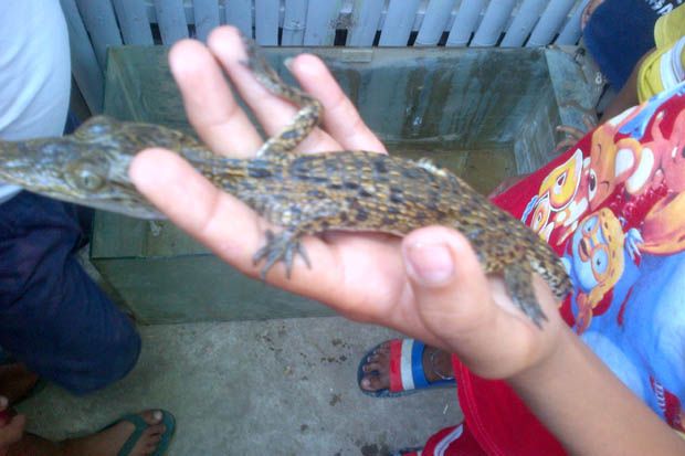 Heboh Penemuan Anak Buaya di Manado