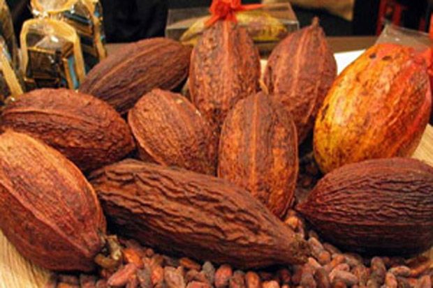 Pemerintah Diminta Fokus Peremajaan Kakao