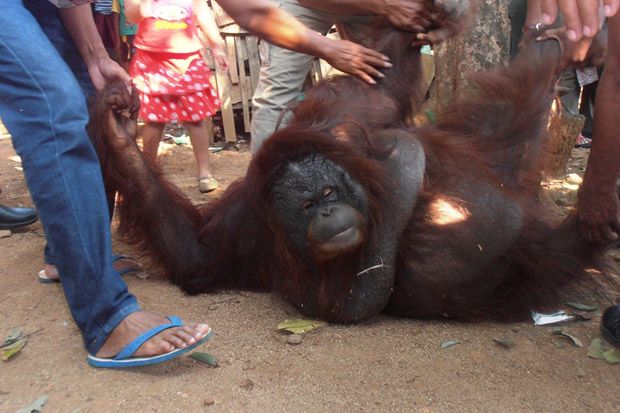 BKSDA Jateng Evakuasi Seekor Orangutan