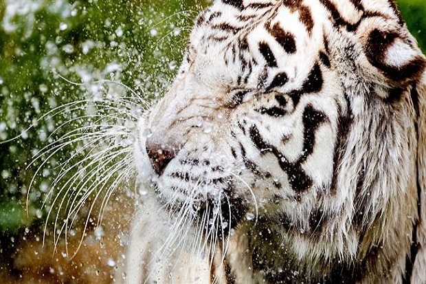 Pria India Tewas Diterkam Harimau Putih di Kebun Binatang