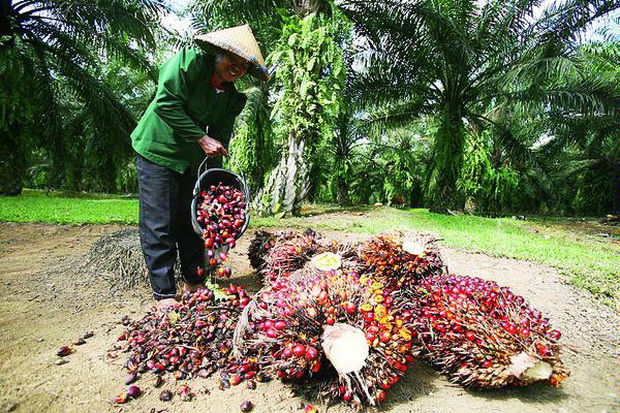 SBY Dukung Industri Kelapa Sawit Melawan AS