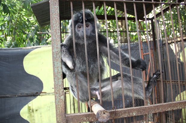 Animals Indonesia: Tutup Kebun Binatang Mini di Blitar