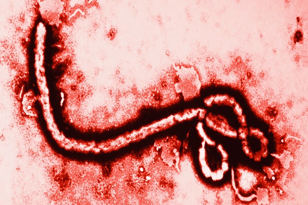 WHO: Wabah Ebola Tembus 10.000 Kasus