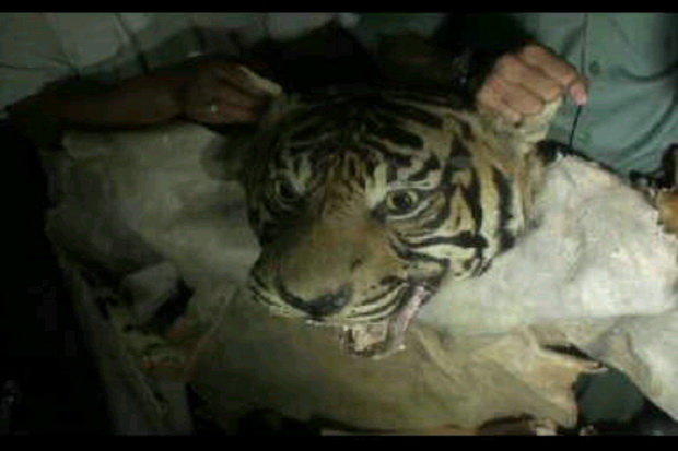 Jual Kulit Harimau Sumatera Rp80 Juta, Sumarsono Ditangkap