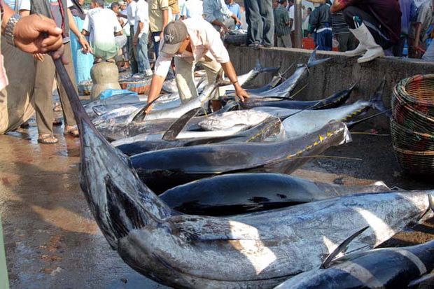 Nilai Ekspor Ikan Tuna 2014 Stagnan