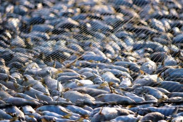 Susi Minta Media Bantu Monitoring Illegal Fishing