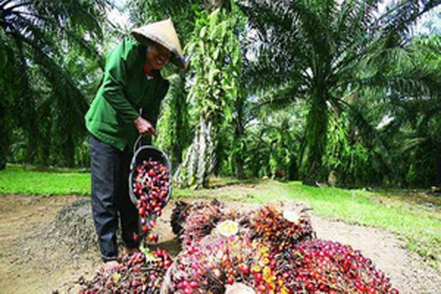 Bakrie Plantations Bukukan Kenaikan Penjualan 41%