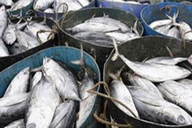 Susi Shock Ekspor Ikan Norwegia di Atas Indonesia