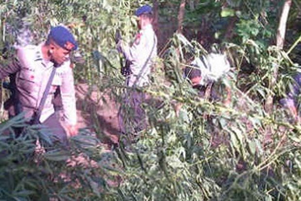 10 Hektare Ladang Ganja Ditemukan di Madina