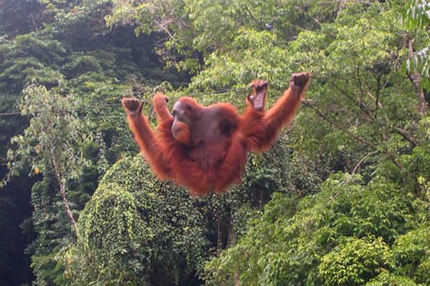 Bercengkrama dengan Orangutan di Bukit Lawang