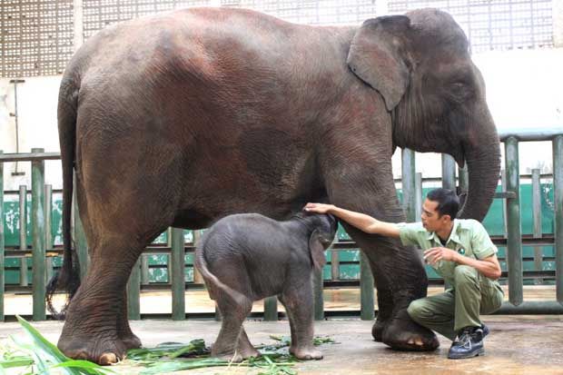 Bayi Gajah Sumatera Lahir di TSI Prigen