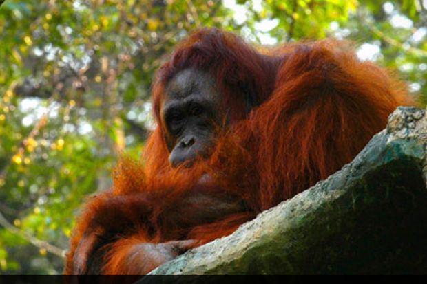 Surganya Fauna Asli di Taman Nasional Tanjung Puting