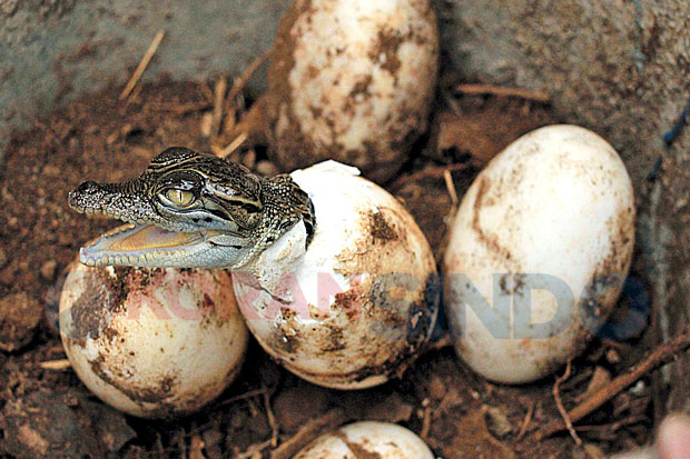 19 Telur Buaya Muara Menetas di Inkubator Khusus
