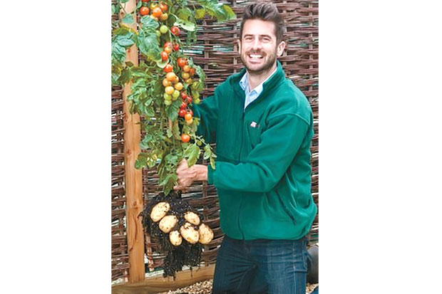 Tanaman Berbuah Tomat dan Kentang