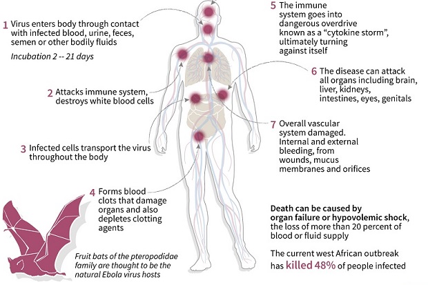WHO: Sembuh, Korban Ebola Jangan Berhubungan Intim