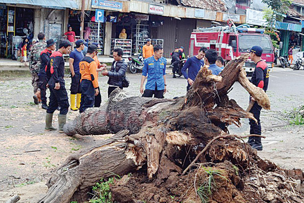 Warga Kaget Pohon Besar Tumbang di Pasar Dempo