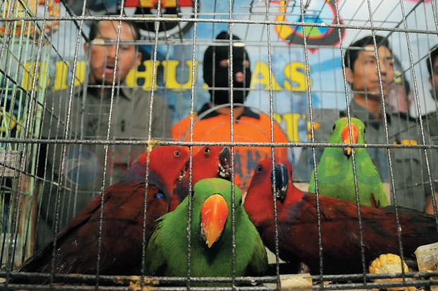 10 Burung Gagal Diselundupkan ke Taiwan