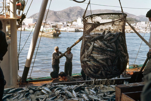 Pelarangan Transhipment untuk Pengelolaan Ikan Berkelanjutan