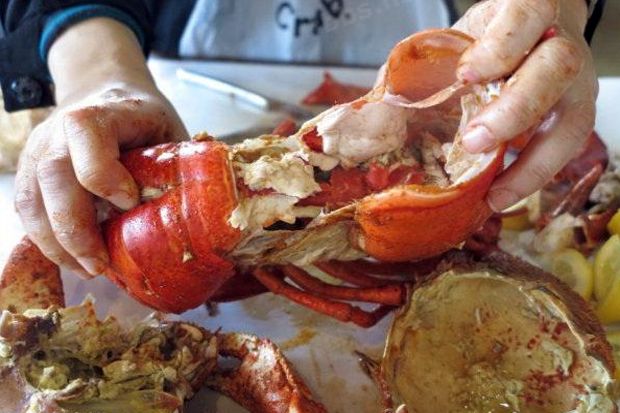 KKP Larang Konsumsi Kepiting dan Lobster Bertelur