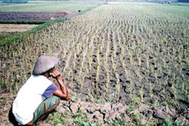 Ratusan Hektare Lahan di Kendal Kritis
