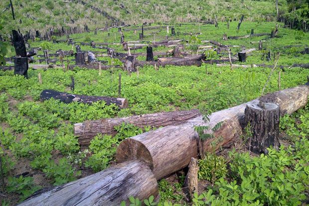 Ratusan Hektare Hutan Lindung Dirambah